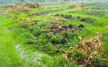 Nyagatare: Abaturage ba Mimuli barataka gukodeshwa menshi ku butaka biguriye.