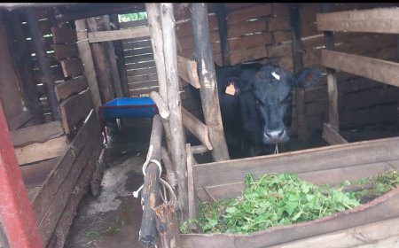 Nyagatare: Aborozi bo mu Kagari Ka Kabungo mu Murenge wa Kiyombe barasaba ko bakubakirwa ikusanyirizo ry’amata kuko amata yabo apfa ubusa.