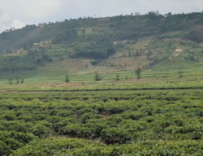 Rulindo:Isuri Ikomeje Kwangiza Icyayi cya Gasinde