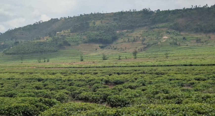 Rulindo:Isuri Ikomeje Kwangiza Icyayi cya Gasinde