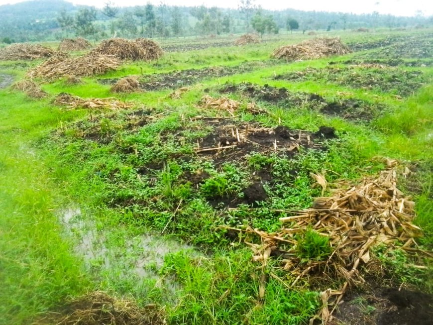 Nyagatare: Abaturage ba Mimuli barataka gukodeshwa menshi ku butaka biguriye.