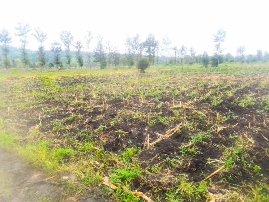 Nyagatare: Abaturage ba Mimuli barataka gukodeshwa menshi ku butaka biguriye.