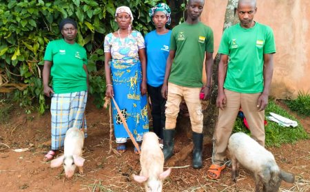 Gicumbi: Hatangijwe umushinga w’ubworozi bw’ingurube uzagera ku miryango irenga 100 mu myaka 2.