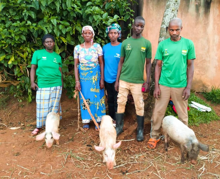 Gicumbi: Hatangijwe umushinga w’ubworozi bw’ingurube uzagera ku miryango irenga 100 mu myaka 2.