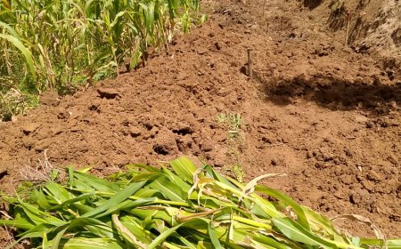 Gicumbi : Batewe inzara n'umuhanda.