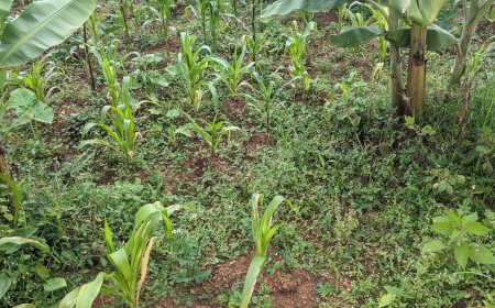 Gicumbi: Batewe inzara n’imbuto y’ibigori bahinze.