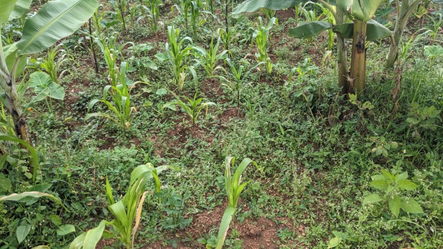 Gicumbi: Batewe inzara n’imbuto y’ibigori bahinze.