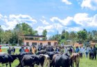 NYAGATARE: Imiryango 17 irimo abarokotse Jenoside n’abamugariye ku rugamba yorojwe inka na PSF.
