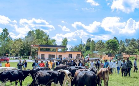 NYAGATARE: Imiryango 17 irimo abarokotse Jenoside n’abamugariye ku rugamba yorojwe inka na PSF.