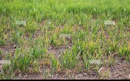 Burera: Barasaba guhinga imbuto yera mu butaka bwabo, aho guhabwa imbuto mbi.