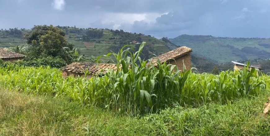 Burera: Bagiye kwimurwa aho batuye n'imisoro.